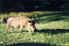 Warzenschwein in Südafrika