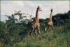 Giraffen in Südafrika